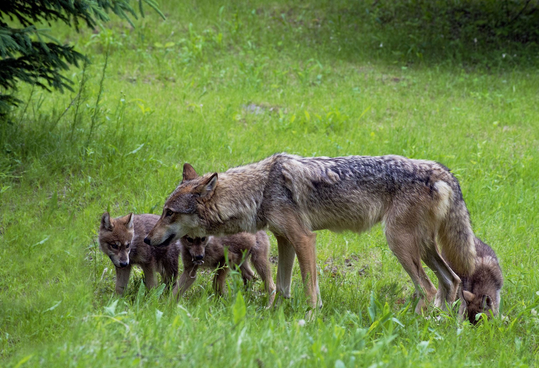 que hacer si ves un coyote con tu perro