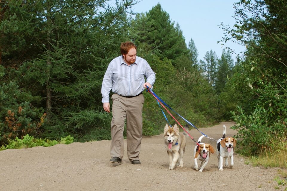 Ejercicios para la mascotas y que debe saber a la hora de caminar