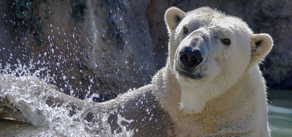 Zoológico de Carolina del Norte lamenta la pérdida del oso polar Payton