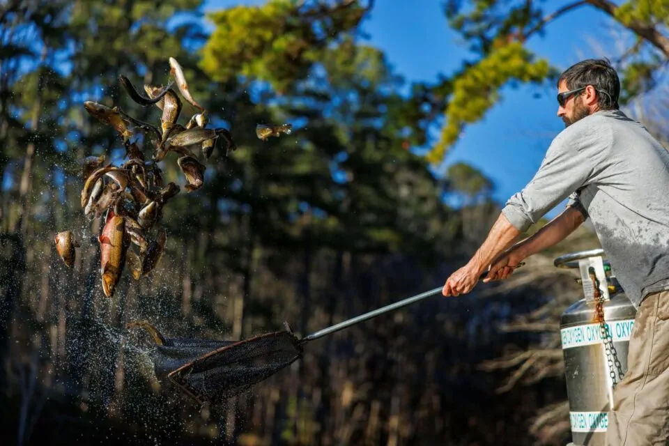 Repoblarán Truchas en Embalses Pequeños em 40 Lagos y Estanques de Invierno del Estado